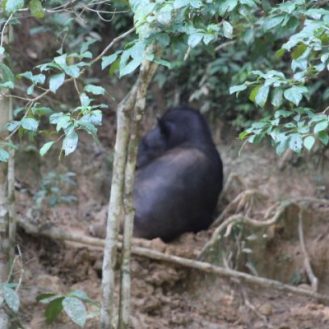 tapir-ecuador-amazonia